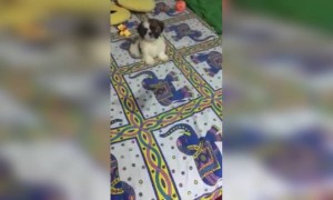 যখন মালিক তার পোষা কুকুরটিকে ধমক দেয়