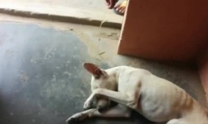 আর শান্তি তে ঘুমাতে দিলো না রে