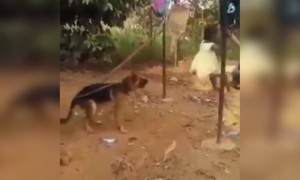 এই জন্যেই সবার কুকুর পুষতে ভালো লাগে