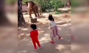 দেখুন বাচ্চাগুলো কি সুন্দর ভাবে হাতিটির সঙ্গে নাচ্ছে