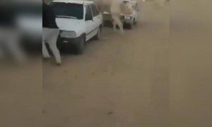 দেখুন এই উট লোকটিকে কীভাবে তাড়া করে