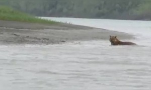 সুন্দরবনে দেখা গেলো বাঘ, এক অপূর্ব দৃশ্য