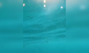 দেখুন এই অপূর্ব দৃশ্য