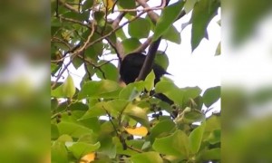 কোকিলের ডাকের মতো মধুর কিছু নেই