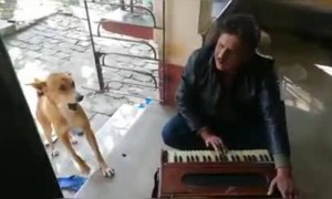 কুকুর কে কখনো গাইতে শুনেছেন?