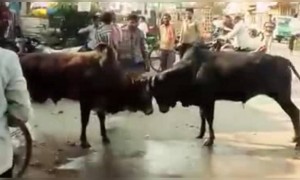 দুটো ষাঁড়ের লড়াই আটকাতে গিয়ে কি হলো দেখুন