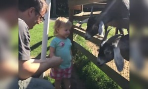 যখন ঘাসের থেকে চুল বেশি টেস্টি