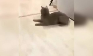 এই বেড়ালদের খেলা দেখে আপনার খুব হাসি পাবে