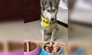 না মনে হয় খাবার পছন্দ হয়নি