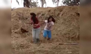 ডিম নিয়ে পালানোর চেষ্টা করলে কি হয় দেখুন