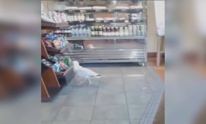 এ তো দেখছি বাকিতে জিনিস কিনতে পছন্দ করে