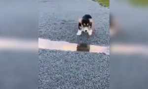 দেখুন কি কিউট এবং সাহসী