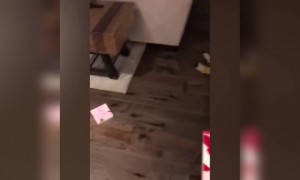 বাচ্চাটি আর মাথায় প্যাকেট পরবে না