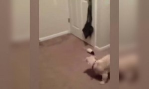 কুকুর যখন ইঁদুরের ভয়ে পালায়