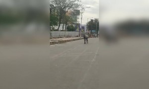 নয়ডায় লকডাউনের মাঝে কি দেখা গেলো দেখুন