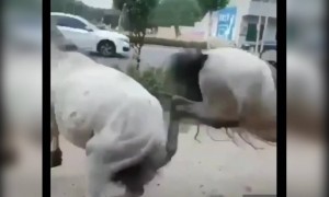 এরা মনে হয় দম্পতি