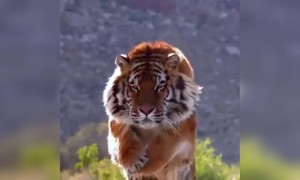বাঘের এই ভিডিও অসাধারণ