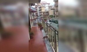 ইতালিতে ব্যালকনি থেকে আবার মিউজিক বাজাতে দেখা গেল এক তরুণীকে