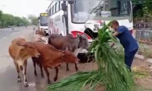 লকডাউনের মাঝে পুলিশ গরুকে দিলেন খাদ্য