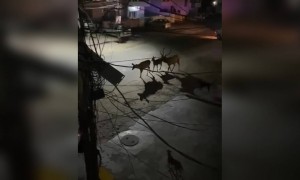 লকডাউনের মাঝে রাস্তায় দেখা গেল হরিণ