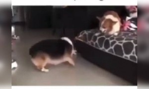 লকডাউনে থাকা দম্পতিদের যা অবস্থা এখন