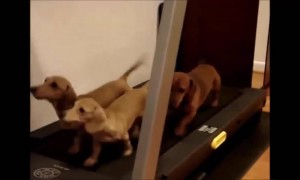 যখন আপনার থেকে কুকুর বেশি হেল্থ কনসিয়াস