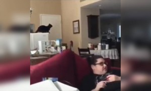 বিড়ালের লাফাতে গিয়ে কি হলো দেখুন