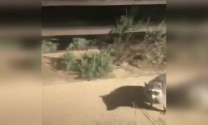 এরকম দৃশ্য আগে দেখেছেন?