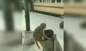 লকডাউনে বানরদের ও বোর লাগছে