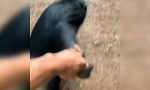 মানুষ এবং শিম্পান্জীর এত সুন্দর বন্ধুত্ব দেখেছেন?