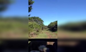 দেখুন জিরাফ কিভাবে পর্যটকদের পেছনে দৌড়ালো