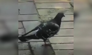 পায়রা যখন মাইকেল জ্যাকসন