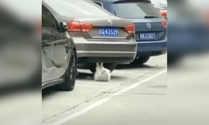 বিড়াল ও ওয়ার্ক-আউট করছে কিন্তু আপনি না