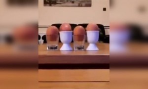 এটা কি ডিম নাকি মাথা?