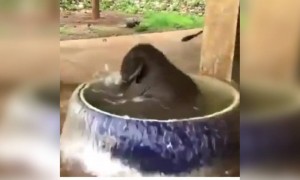 দেখুন বাচ্চা হাতি কি কিউট