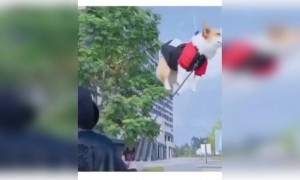 কুকুরেরও তো মাঝে মাঝে ইচ্ছে হয় প্লেনে চড়বে