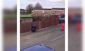 সকাল সকাল কি দৃশ্য!