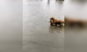 মায়ের কোনো তুলনা হয় না