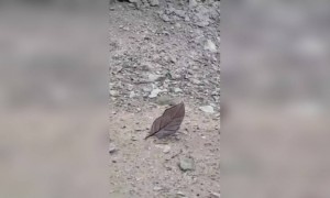 প্রকৃতির এক সুন্দর দৃশ্য, দেখুন এই প্রজাপতি কে