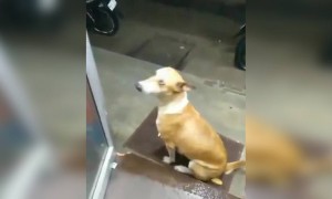 বৃষ্টির মধ্যে কুকুরটি কে থাকার জায়গা করে দেওয়া হলো