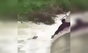 কুকুরটিকে জলে ডুবে যাওয়ার থেকে বাঁচালেন কিছু মানুষ