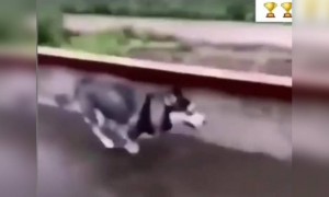 কুকুরটার কপাল খারাপ