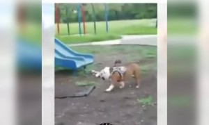 পশুদের জন সিনা দেখুন