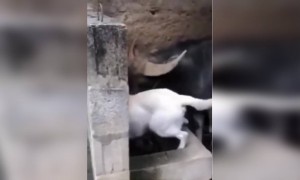 দেখুন পশুদের মধ্যে সুন্দর বন্ধুত্ব