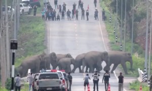 দেখুন রাস্তার মাঝখান দিয়ে হাতির দল যাচ্ছে