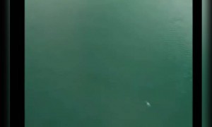 জলে ঝাঁপ দিয়ে সাঁতার কাটতে গিয়ে কি হলো দেখুন