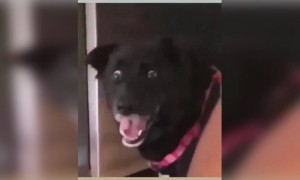 এই কেক দেখে কুকুরটা ভয় পেয়ে গেছে