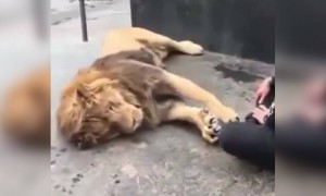 মদ না পেয়ে অনেকেরই এরকম অবস্থা এখন