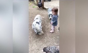 বাচ্চাগুলো পশুদের দেখে ভয় পেয়ে গেছে