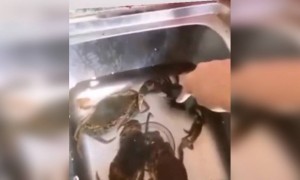 এজন্য কাঁকড়াকে বিরক্ত করা উচিত নয়